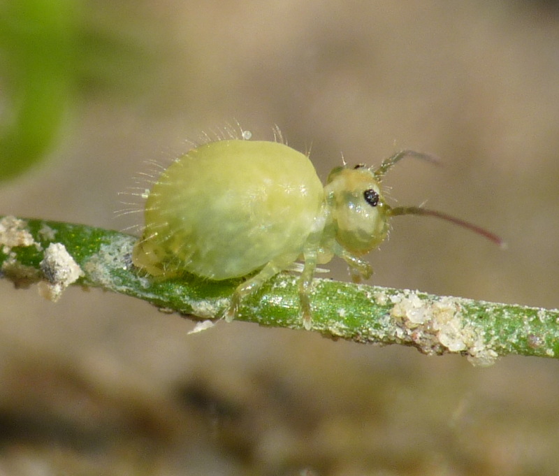 Sminthuridae